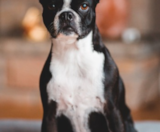Boston Terrier Puppies For Sale Florida Fur Babies